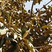 In the neighborhood…Magnolia grandiflora - 12