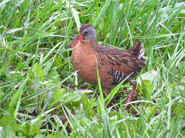 Virginia Rail at Evergreen Lake in McLean County, IL 03