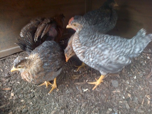 Chicks May 13 1