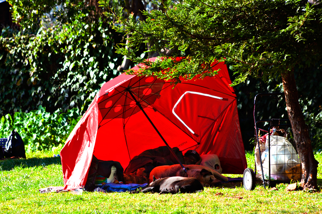 Man-with-two-dogs-sleeping-under-huge-umbrella--Berkeley