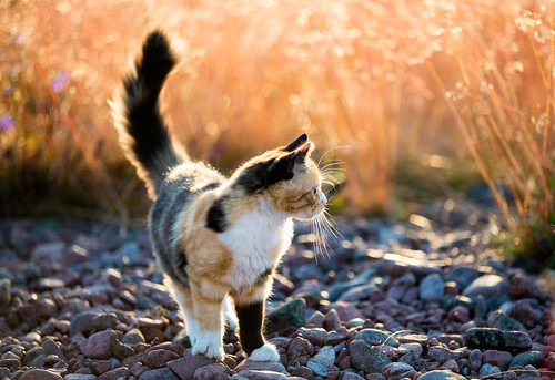 Calico cat by Ulf Bodin