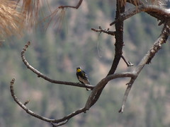yellow-rumped warbler (Audubon's race)