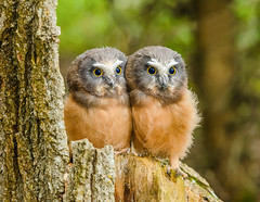 Owls (Strigidae)