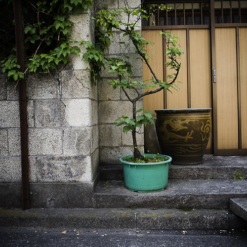Green Potted Plant with Sliding Door, Monzennakacho
