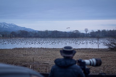 Photographers and migrating geese at Miyajima-numa (Tsukigata Town, Hokkaido, Japan)