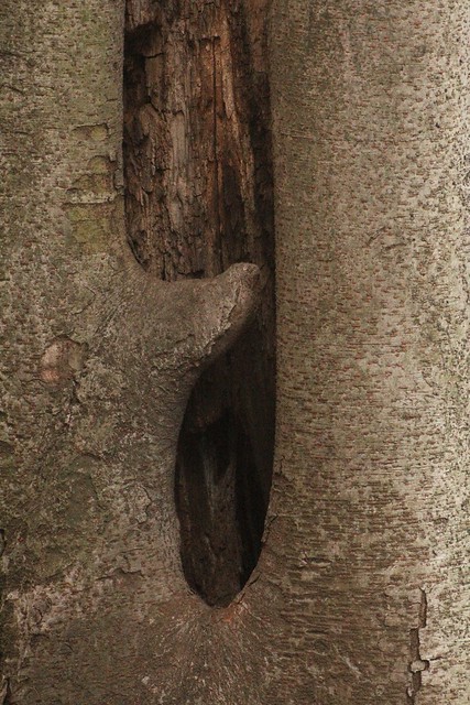 ケヤキ樹洞