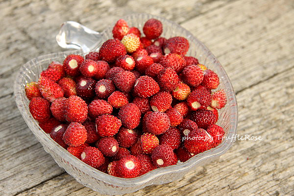 糖漬野草莓-Belgium-20120619