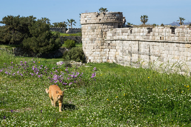 Cat Guarding Kos Fortress