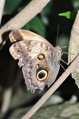 Foreign Nymphalidae