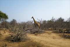 Kruger Safari Sep 2016