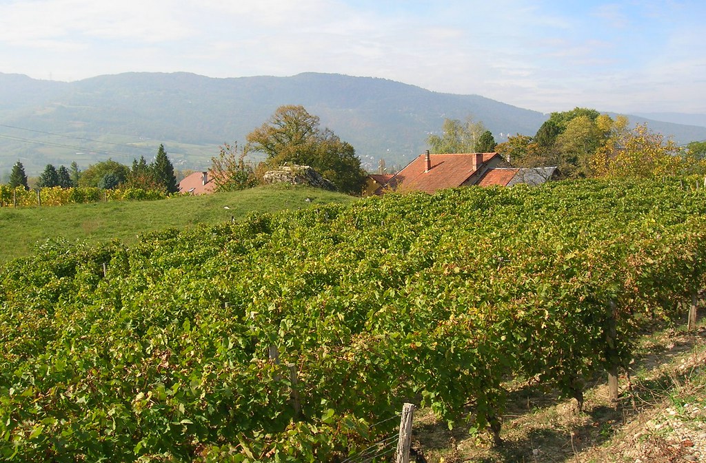 Paisaje de viñedos en los Alpes franceses. Autor, Semnoz