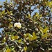 In the neighborhood…Magnolia grandiflora - 08