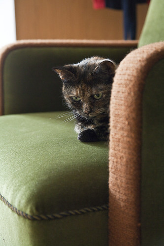 the cat's new armchair