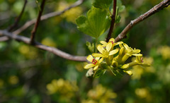 Grossulariaceae (Gooseberry Family)