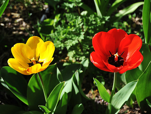 Tulipanes # Explore, 138 03-05-2013 # by pepebarambio