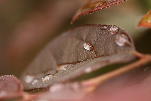 leaf and dew