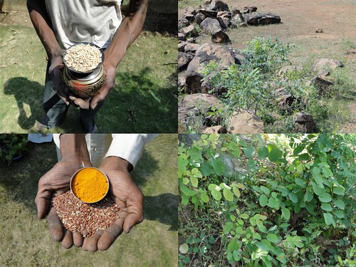 Medicinal Rice Formulations for Management of Diabetes Type 2 (Early Stage) from Pankaj Oudhia’s Medicinal Plant Database by Pankaj Oudhia