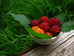 Bowl of Salmonberries