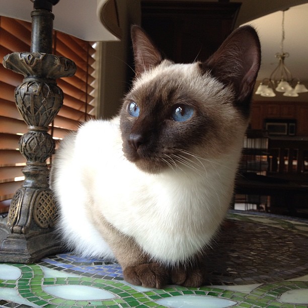 Blue Eyed Lou #siamese #cat #instacat