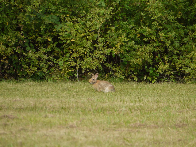 wild rabbit 2