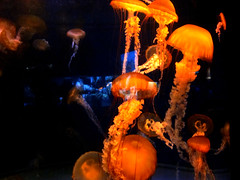 Long Beach & Aquarium, southern California