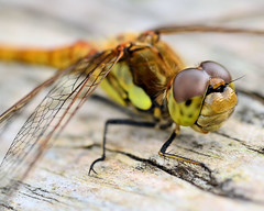 dragonflies and damselflies