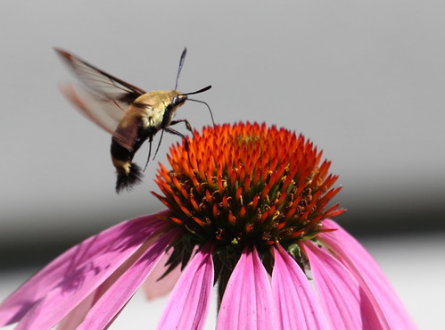 Hummingbird clearwing sphinx moth by ricmcarthur