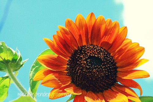 sunflower blue sky by MichellePendergrass