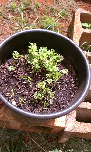 Container Growing - Carrots progress.