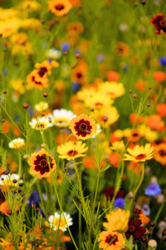 Olympic park flowers IMG_4440 R