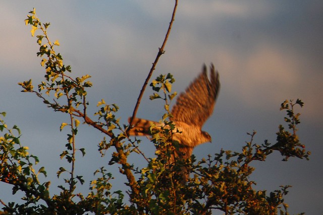 Sparrowhawk launching off into flight.