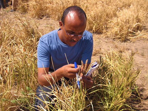 Kassahun Tesfaye a co-principal investigator from Addis Ababa University in one of the finger millet trial sites