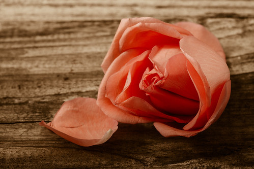Rose and driftwood (color) by Luiz L.