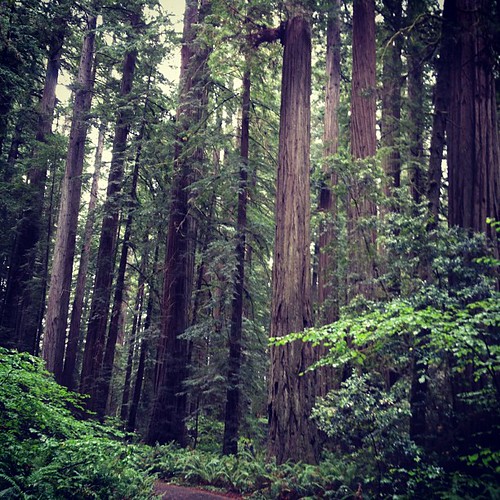 Hello Redwoods.