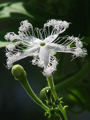 Cucurbitaceae　ウリ科