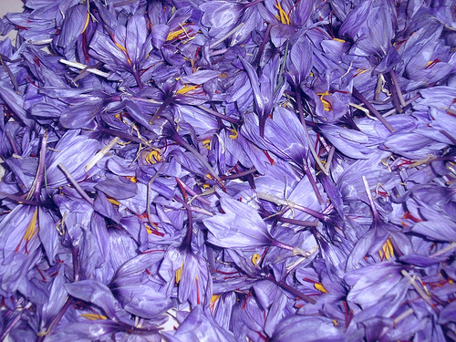 saffron-flower-9