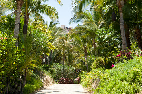 Beautiful tropical plants along the paths