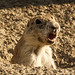 07-21-12: Prairie Dog ROAR!!