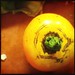 #lemonboy #tomato #hipstagram #hipstaprint  #vegatables #growyourown #homegrownharvest