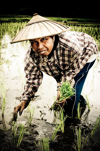 Rice Paddy Portrait Posing-8004
