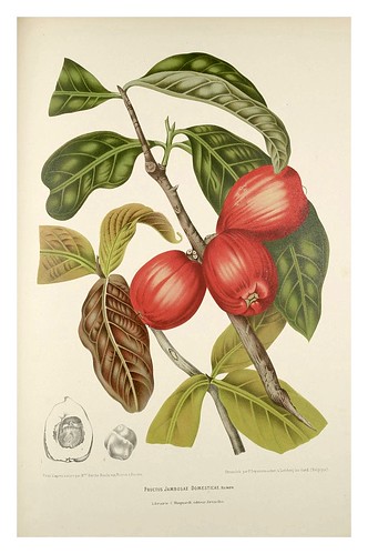 017-Manzana Malaya-Fleurs, fruits et feuillages choisis de l'ille de Java-1880- Berthe Hoola van Nooten