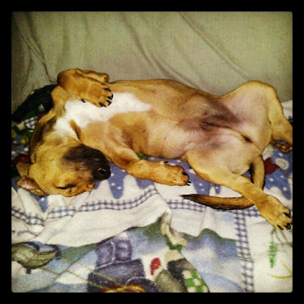Sleepy #puppy  #adoptdontshop #rescue #foster #dogstagram #dogsofinstagram #instadog #petstagram