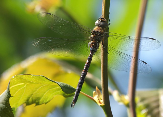 DSC_4260 dragonfly