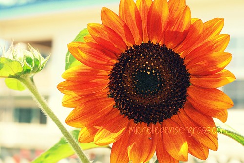 sunflower by MichellePendergrass