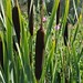 Bulrushes close to
