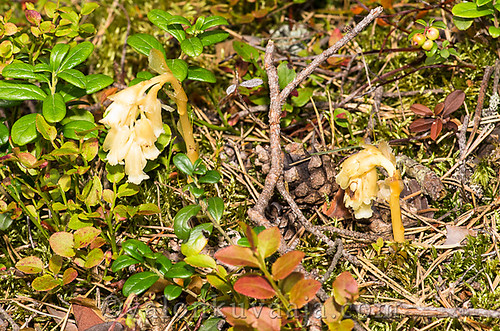 Mäntykukka | Monotropa hypopitys by Mtj-Art - Thanks for over 200,000 views :)
