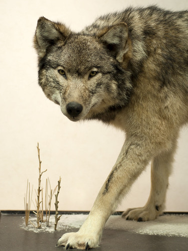 Wolf Exhibit