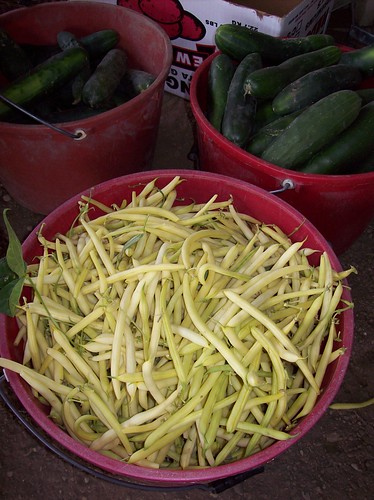 the yellow beans we picked