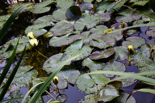 Closeup-waterlilies