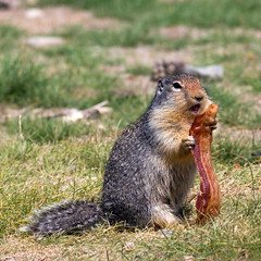 Squirrel Eating Bacon